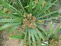 Umbrella Plant / Cyperus alternifolius 